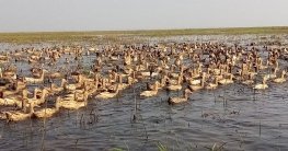হাঁস পালন করে কোটিপতি এজাহারুন